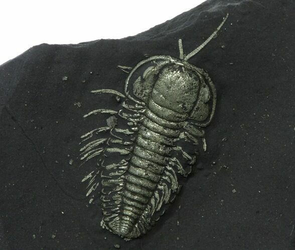 Pyritized Triarthrus Trilobite With Appendages - New York #39018